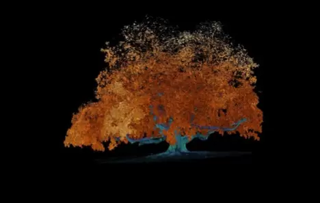 Данные облака точек дерева, отделяющие листья от ствола через изменения цвета точек